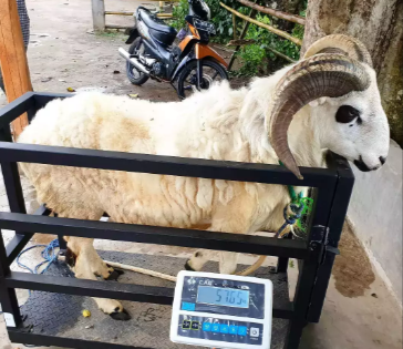 Kambing Domba Aqiqah Kurban Mudah Murah