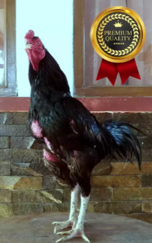 Ayam Pakhoy Import VVIP Khoytrad Desin khusus undangan win 15x