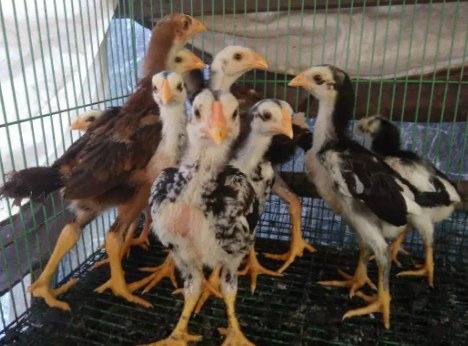 Anak ayam Bangkok 10 ekor 250 rb
