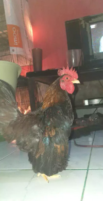 Ayam TEMA (kate serama)