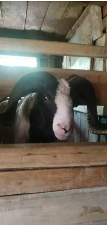 Jual Domba Petarung area Surabaya dan Bandung