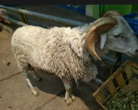 Domba Aqiqah Garut