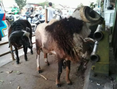 Domba Aqiqah Garut
