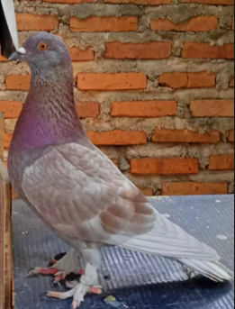 Jual burung dara kolong