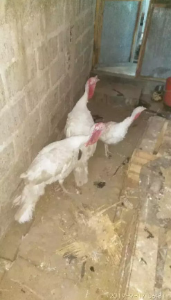 Ayam Kalkun 2 Jantan 1 Betina