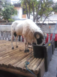 JUAL CEPAT DOMBA GARUT ASLI