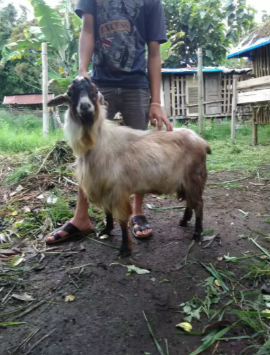 Jual macam2 kambing