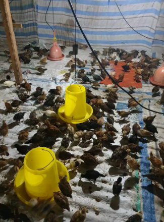 Ayam kampung umur 1-2 bln