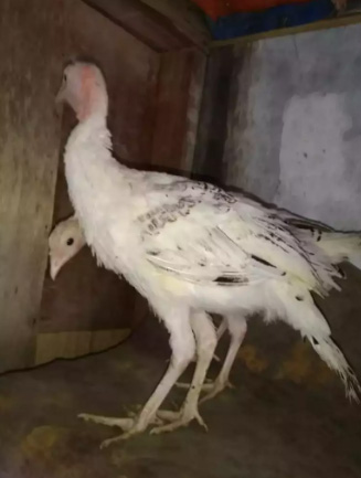 Kalkun royal palm 4 bulan