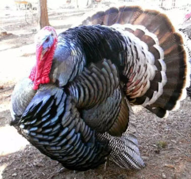 Jual kalkun sepasang