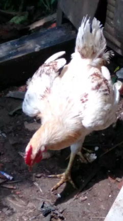 Jual Ayam Potong Segar