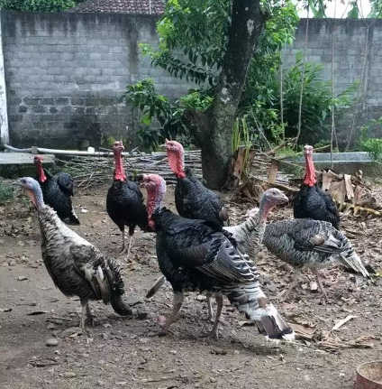 Ayam Kalkun Dewasa Bisa Dikirim DKI Jakarta