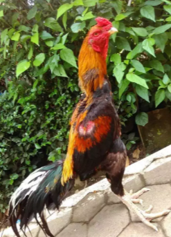 Ayam bangkok pejantan bk x pakhoy