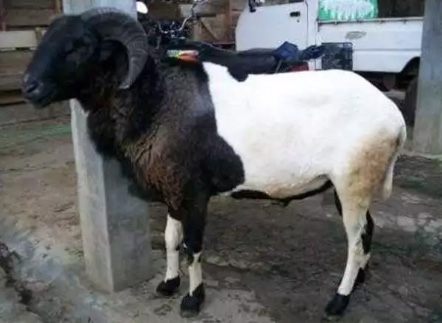 Domba Aqiqah terbaik dan sesuai syariah