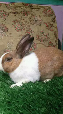 Jual kelinci dutch indukan betina