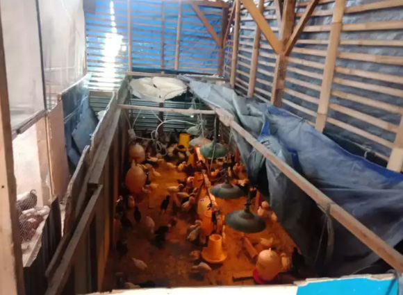Jual usaha bisnis peternakan ayam kampung joper