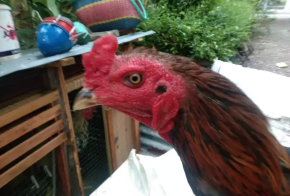 LELANG CEPAT 2EKOR AYAM JANTAN SUPER JALU