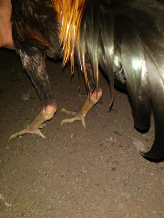 di jual ayam bk harga bisa nego