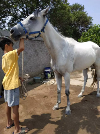 Kuda Betina Besar Super Jinak dan Siap Tunggang