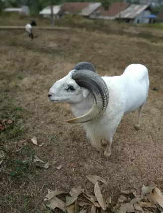 Domba / Kambing Garut Kontes
