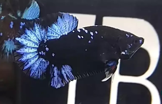 Ikan Cupang 1pair Avatar Grade Jual Beli Hewan Jadi Mudah