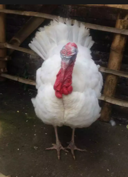 Kalkun white holland jantan siap mijah