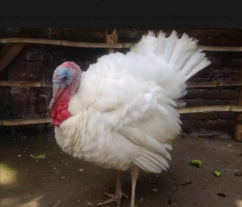 Kalkun white holland jantan siap mijah