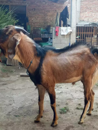 Kambing & domba aqiqoh