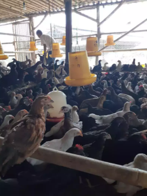 Ayam Kampung Asli (Murni)