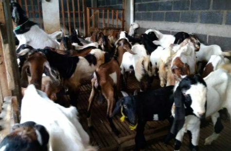 Kambing aqiqah pasuruan 2019