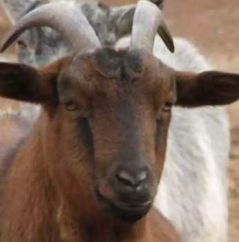 CARI ANAKAN KAMBING YG SUDAH LEPAS MENYUSU