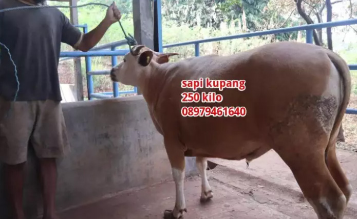 jual sapi potong 250 kilo –untuk pesta hajatan aqiqah syukuran–murah