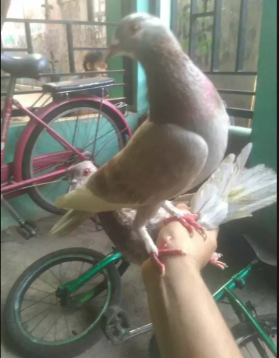 Burung Dara/Merpati Semi Jembros Giring Keras