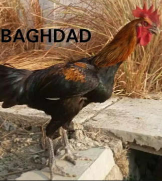 Peternakan ayam pelung berkualitas
