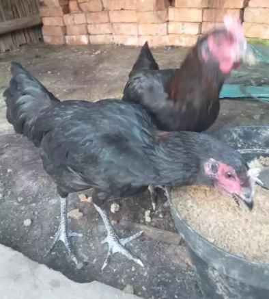 Ayam pelung usia 5bln 1 jntn dua betina. Super