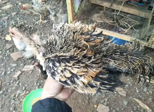 Ayam walik spsang umur 4bulan