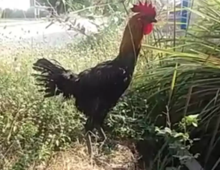 Peternakan ayam pelung berkualitas