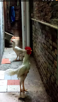 Ayam putih sepasang