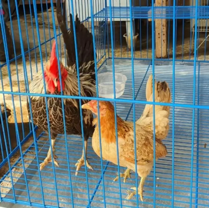Ayam Kate Sepasang Bisa Dikirim Keseluruh Indonesia