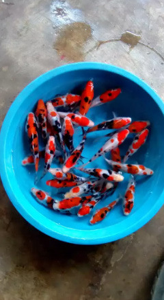 Ikan koi 10cm gride A