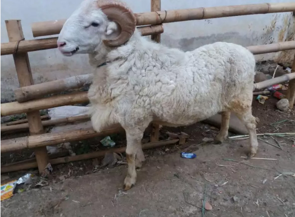 jual-kambing-dan-domba-untuk-aqikah