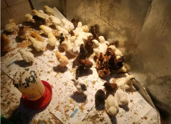 Doc Bibit Ayam Kampung Super atau Joper