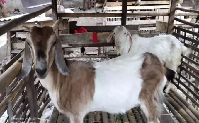 Jual kambing Aqiqah karang tengah ciledug