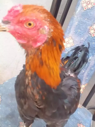 Ayam Bangkok Birma siGacor