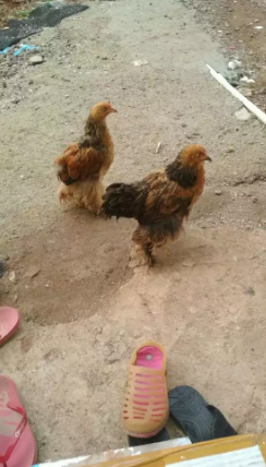 Ayam Hias Chocin Betina Usia 5 Bulan
