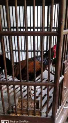 ayam bekisar&kandang jati