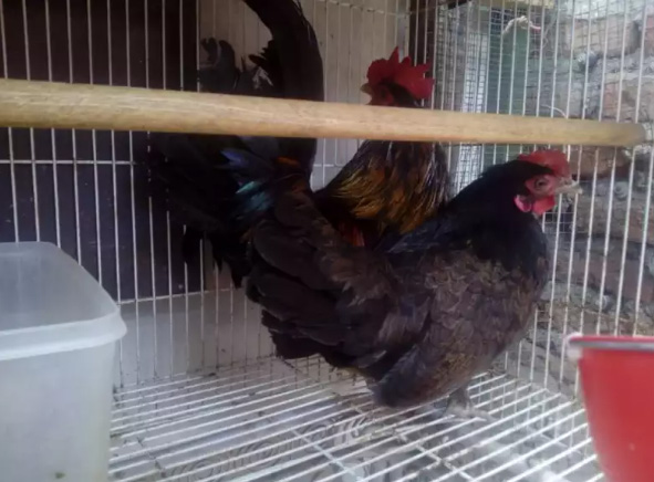 Ayam Kate Serama imut