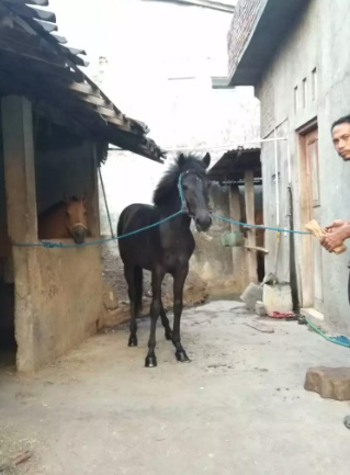 Kharakter kuda sip