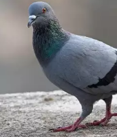 Jual peternakan burung dara tinggal panen 40 pasang