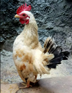 Ayam Serama jantan di Jakarta.no pelung.ketawa.bekisar